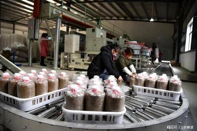 孟州化工鎮(zhèn) 小“菌棒”撬動(dòng)大產(chǎn)業(yè)，精準(zhǔn)咨詢助企業(yè)開(kāi)拓廣闊市場(chǎng)